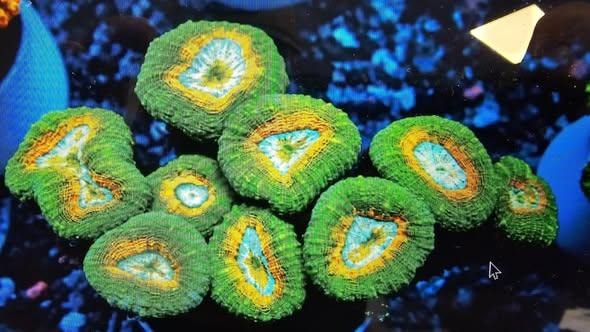 Green and blue favia brain corals