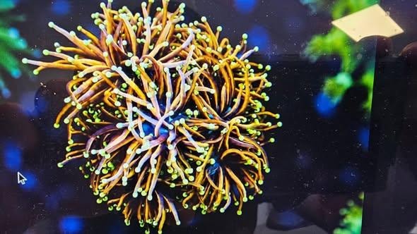 Golden torch coral with flowing tentacles