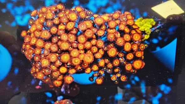 Orange zoanthid coral colony