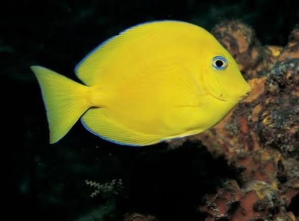 Yellow tang saltwater fish