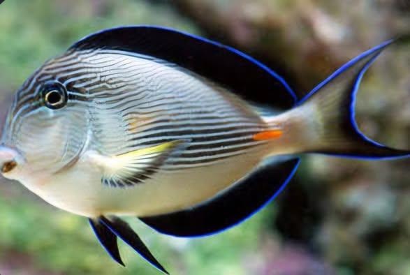 Sohal tang saltwater fish