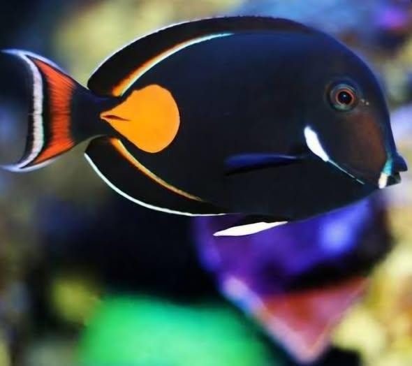 Achilles tang saltwater fish